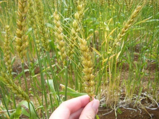 ���H��҂���