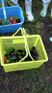 �͂��[�ׂ���