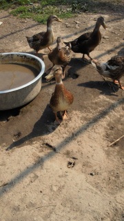 ��������