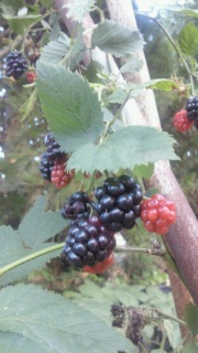 �x���[�x���[