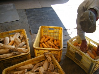 �Ƃ����낱��