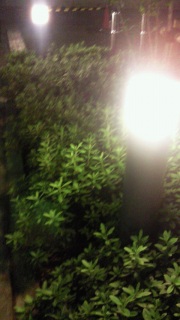 �����ڂ�