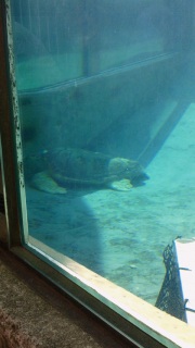 �J���ɂȂ肽��