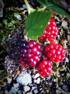 ���Y�x���[