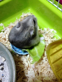 �������Ⴄ���炢