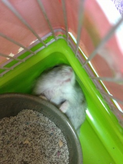 ���̂��̂��I