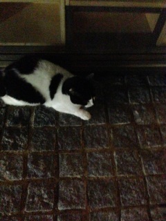 ���J�ɐ�����