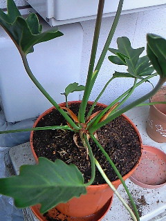 ���O�̓N�b�J